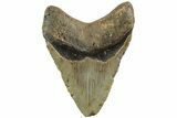 Bargain, Fossil Megalodon Tooth - North Carolina #226515-2